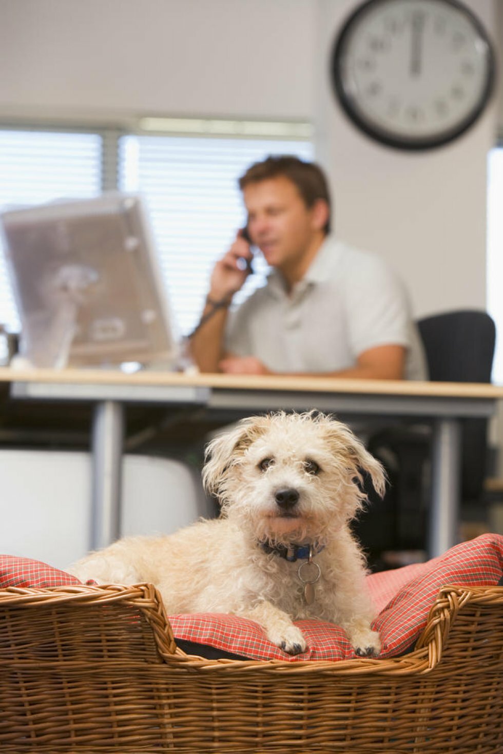 Hunde På Arbejdspladsen – Derfor Skaber Det Et Godt Arbejdsmiljø