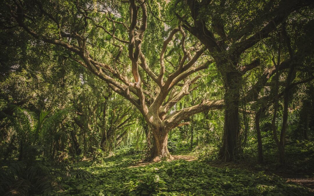 Forbrugeres stigende fokus på bæredygtige valg